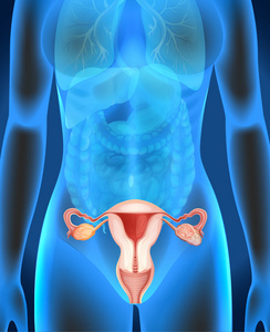 人类女性生殖器图