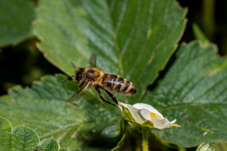 蜜蜂从花里飞
