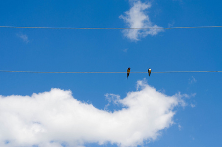 两只鸟在电线上对着晴朗的天空