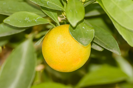 一棵树上的橘子