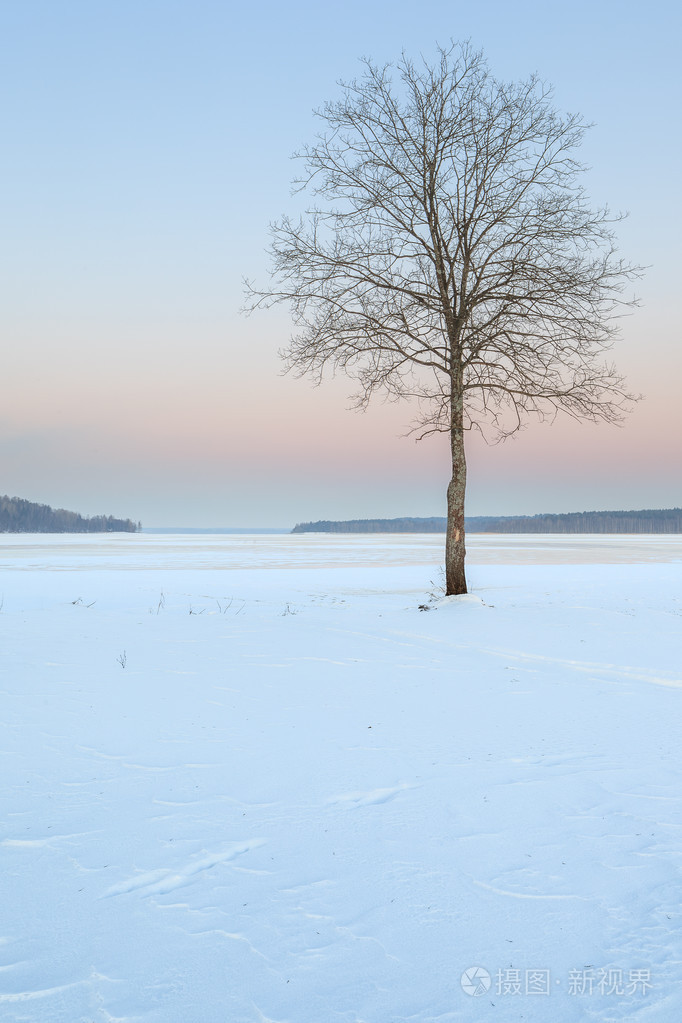 在寒冷的冬天湖棵孤独的树