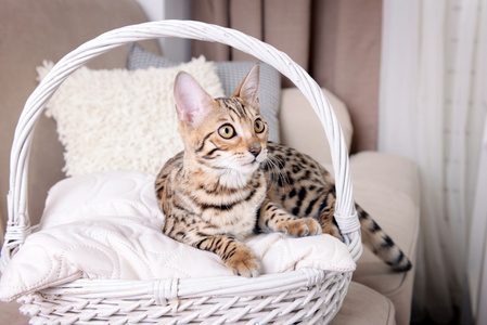 美丽的孟加拉小猫在篮子里在家里
