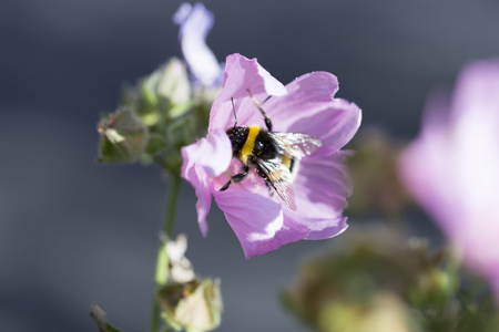 大黄蜂覆盖在花粉采集花蜜图片