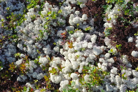 苔原植物