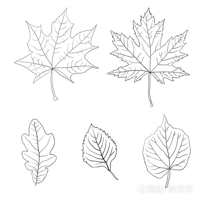 组的色彩鲜艳的秋叶.矢量图