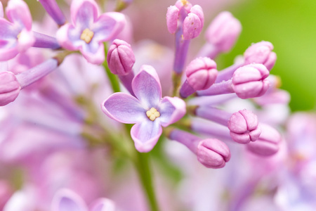 美丽的淡紫色花朵