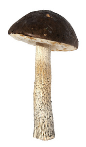 粗茎牛肝菌蘑菇孤立在白色背景上
