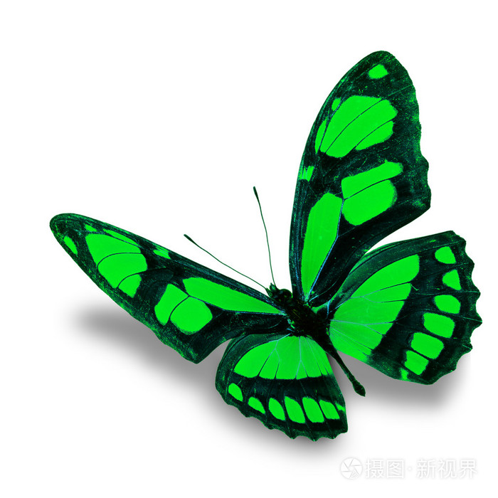 绿色蝴蝶