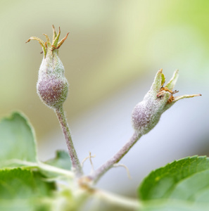 两个 appleflower 芽生长在与明亮的阳光下的一棵苹果树上照片