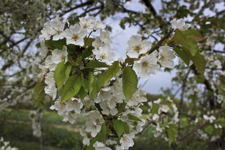 苹果花