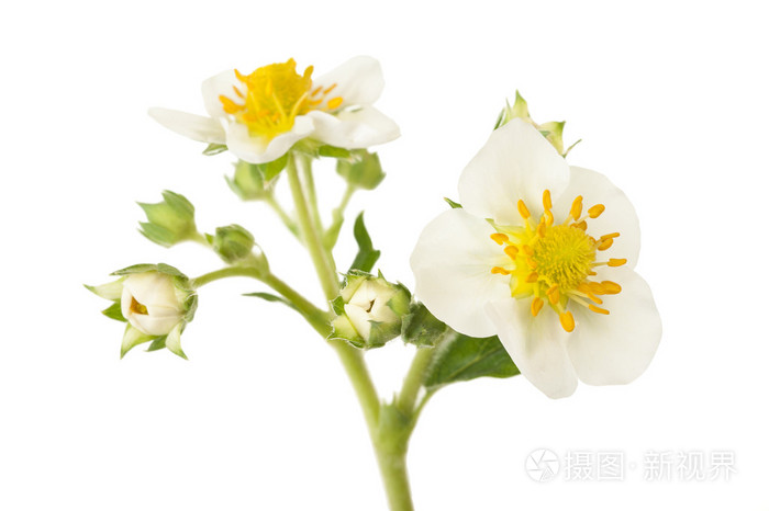 草莓花