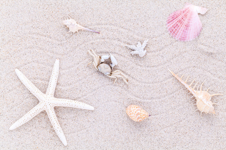 海贝壳 海星和螃蟹在夏天和海滩的沙滩上