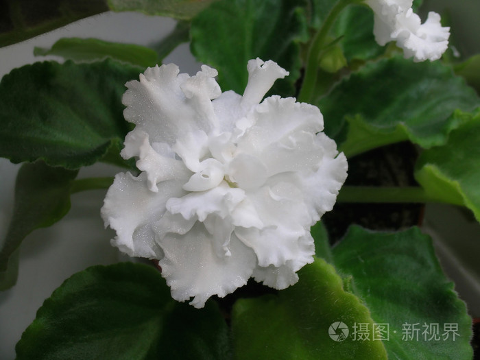 白紫花草花