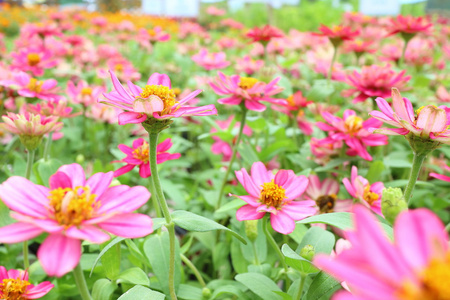 在夏季的花场