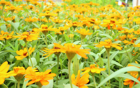 在夏季的花场