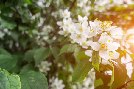 blossomung 樱桃树