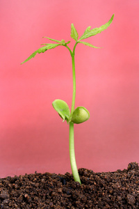 植物从土壤开始生长