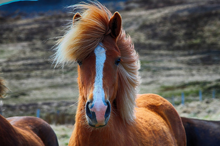 马 马 动物 自然 乘车 旅游，赛马，冰岛