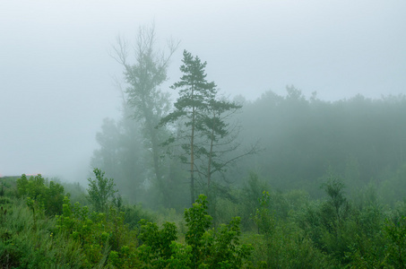 在森林里雾