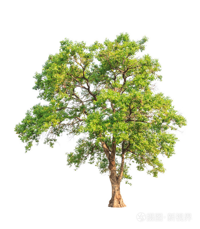 通布苏(fagraea fragrans),俗称布巴乌龙.