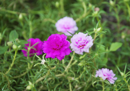 花园里的苔藓玫瑰花