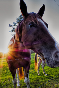 在日落在南卡罗莱纳州山区牧场上匹漂亮的马