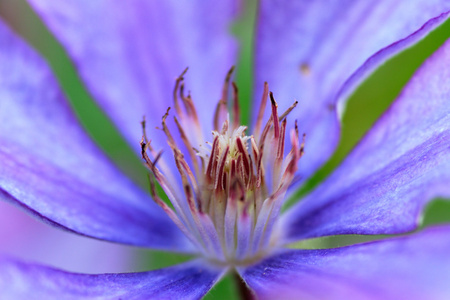 紫罗兰色的花朵特写微距拍摄，浅景深