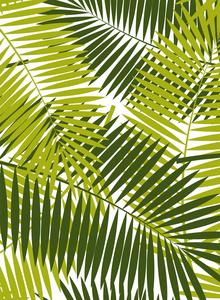 棕榈叶矢量帧背景图