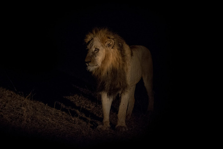 在晚上的狮子