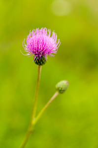 蜜蜂颜色