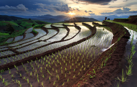 稻田上的梯田在泰国清迈