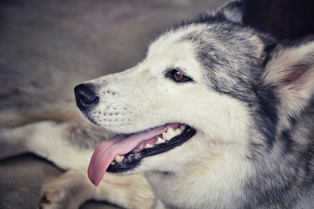 西伯利亚哈士奇猎犬