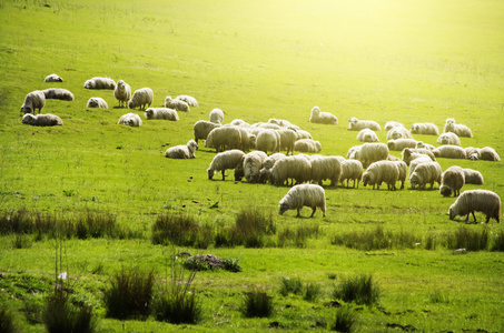 绵羊羊群在绿色的田野