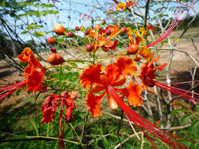 五颜六色的花，在花园里