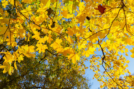 黄色树叶在秋天公园