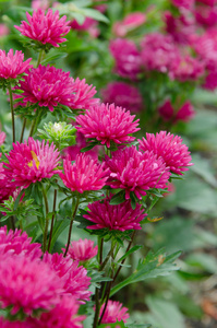 花园里的菊花花