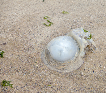 在沙滩上失败的水母图片
