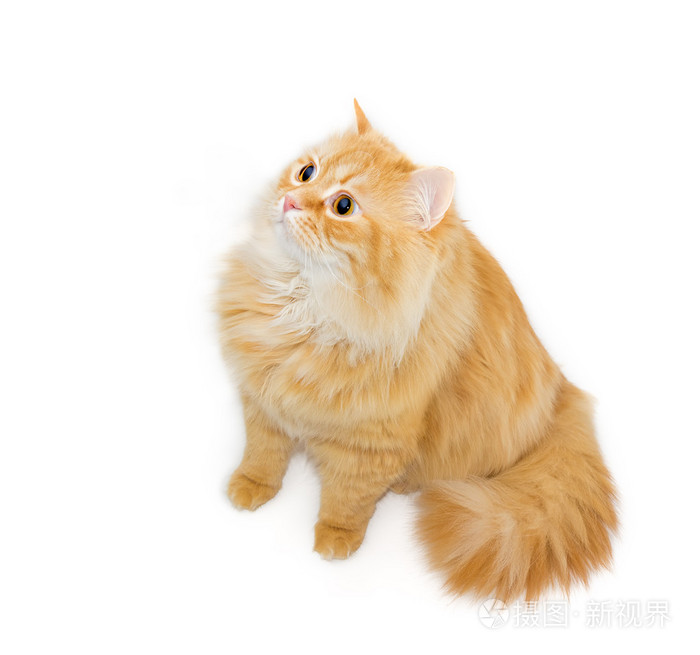 在明亮的背景上的红色猫