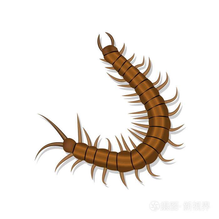 现实蜈蚣和孤立的影子