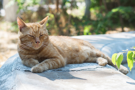 选择性对焦两只无家可归的猫在街上休息街头猫.