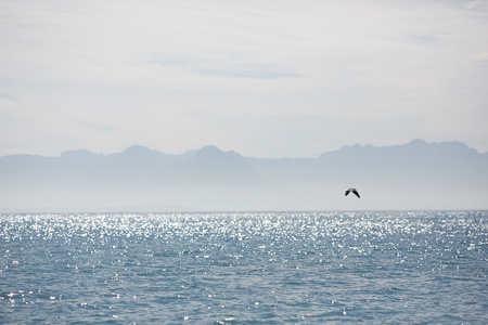 在南非海景观