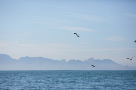 在南非海景观