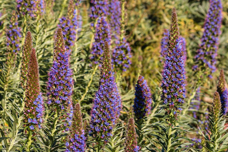 Echium 白亮独活花