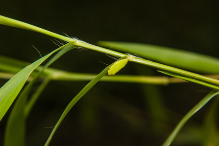 叶在花园里的绿色的毛虫蠕虫图片