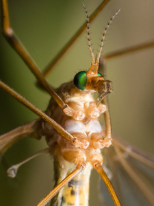 鹤飞 蚊子鹰 与明亮的绿色眼睛前视图