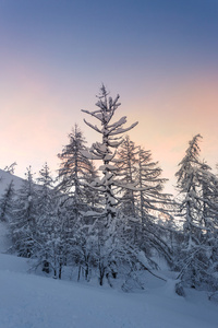 美丽的冬天风景与雪覆盖的树木