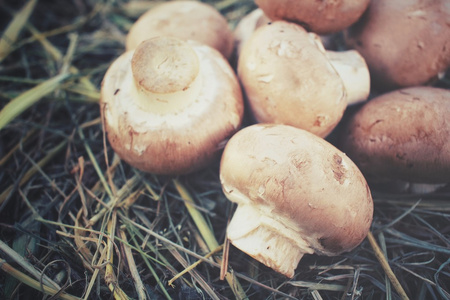 香菇蘑菇干草地上