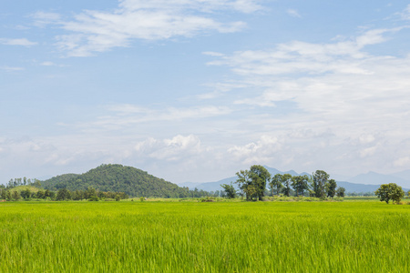 夏草和山领域