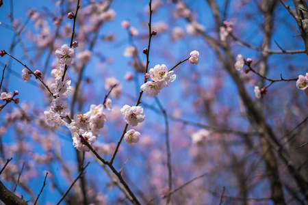 美丽樱花日本樱花。背景与佛罗里达州