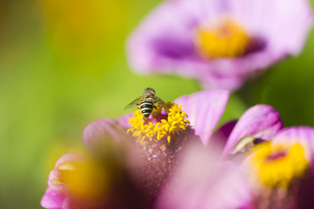 蜜蜂在花上